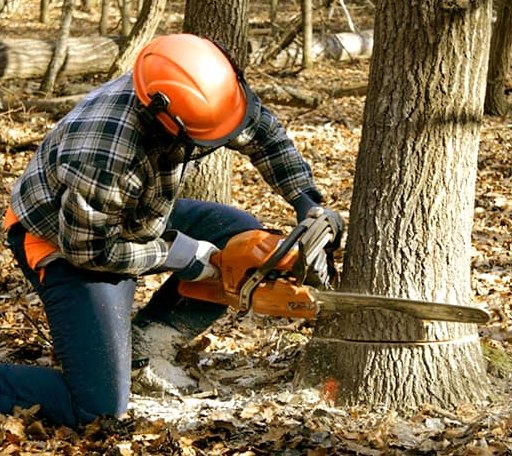 Tree Removal in Weldon, NC